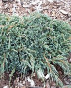 Jałowiec łuskowaty Blue Spider Juniperus squamata