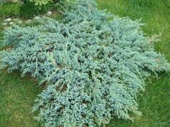Jałowiec łuskowaty Blue Swede Juniperus squamata