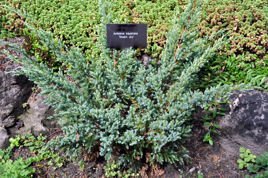 Jałowiec łuskowaty Dream Joy Juniperus squamata