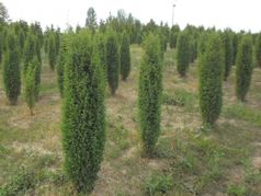 Jałowiec pospolity Sentinel Juniperus communis