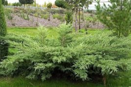 Jałowiec wirginijski Hetz Juniperus virginiana