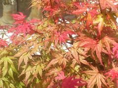 Klon palmowy Phoenix Acer palmatum