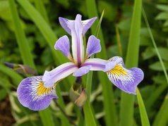 Kosaciec różnobarwny Gerald Darby Iris versicolor