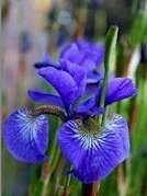 Kosaciec syberyjski Blau Iris sibirica