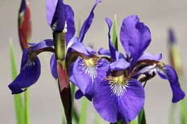 Kosaciec syberyjski Dark Blue Irys Iris sibirica