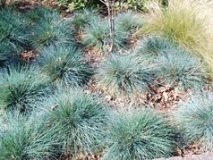 Kostrzewa sina Blaufuchs Festuca glauca