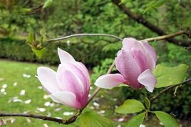 Magnolia Heaven Scent