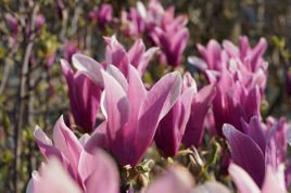 Magnolia purpurowa Nigra Magnolia liliiflora