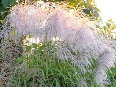 Miskant chiński Memory Miscanthus sinensis