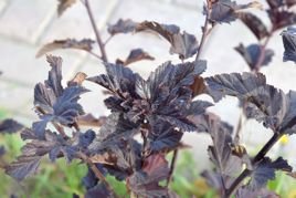 Pęcherznica kalinolistna Red Baron Physocarpus opulifolius