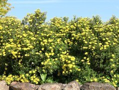 Pięciornik krzewiasty Goldteppich Potentilla fruticosa