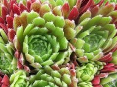 Rojnik Sabat Sempervivum