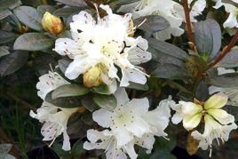 Różanecznik lapoński Cream Crest Rhododendron lapponicum