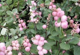 Śnieguliczka Doorenbosa Mother of Pearl Symphoricarpos doorenbosii