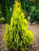 Thuja plicata 4ever goldy