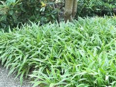 Turzyca Morrowa Variegata Carex morrowii