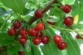 Wiśnia Debreceni Botermo Prunus cerasus