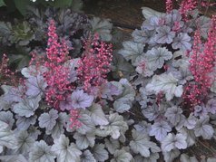 Żurawka Silver Gumdrop Heuchera