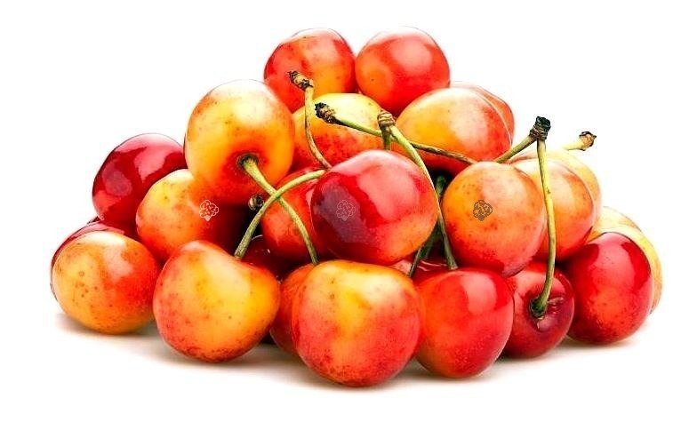 Czereśnia Buttnera Czerwona Prunus avium sprawdź ceny sadzonki w krzewyozdobne.net