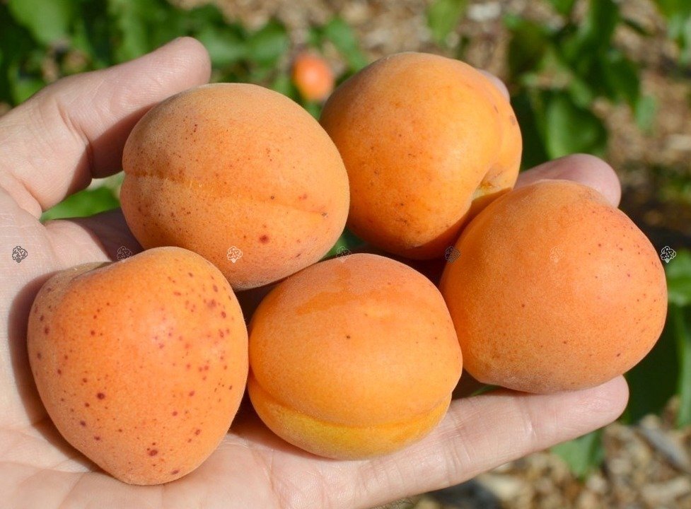 Morela Early Orange Prunus armeniaca sprawdź ceny sadzonki w krzewyozdobne.net