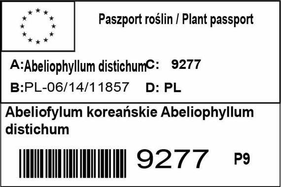 Abeliofylum koreańskie Abeliophyllum distichum