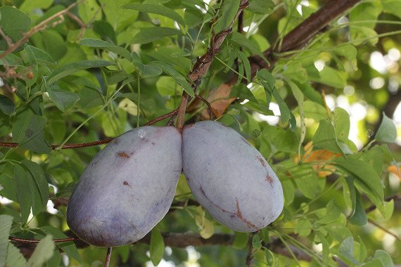 Akebia pięciolistkowa Akebia quinata