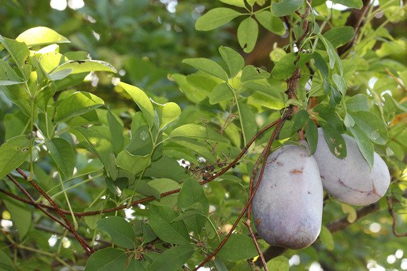 Akebia pięciolistkowa Akebia quinata