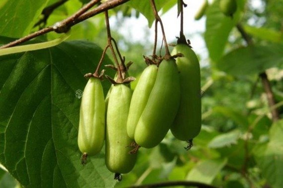 Aktinidia Mini kiwi Dr Szymanowski Actinidia kolomikta