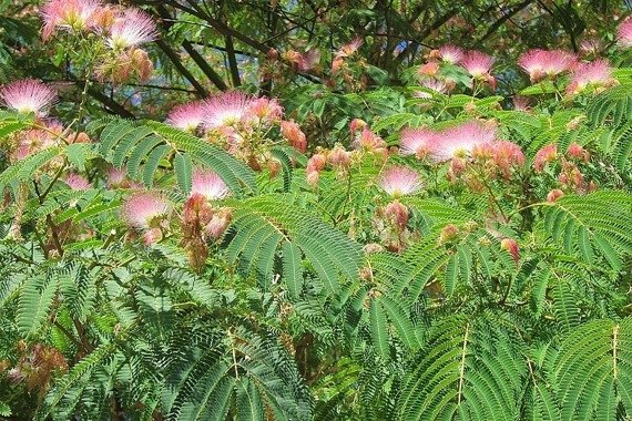 Albicja Drzewo jedwabiste Albizia julibrissin