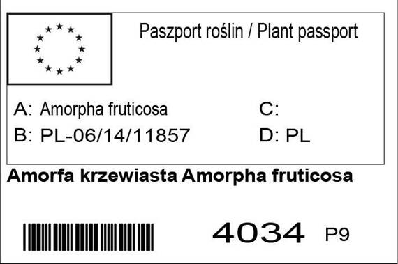 Amorfa krzewiasta Amorpha fruticosa