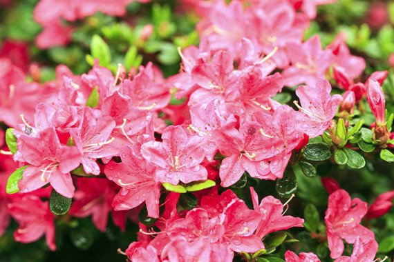 Azalia japońska Anouk Rhododendron obtusum