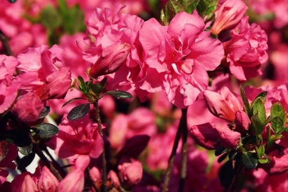 Azalia japońska Babuschka PBR Rhododendron obtusum