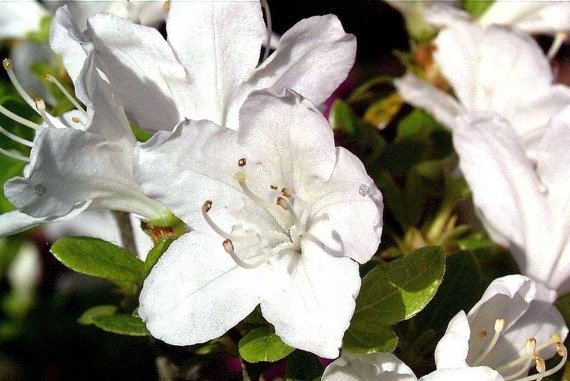 Azalia japońska Diamant Weiss Rhododendron obtusum