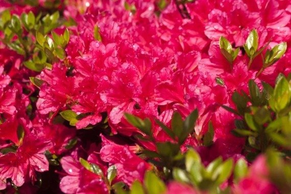 Azalia japońska Drapa Rhododendron obtusum