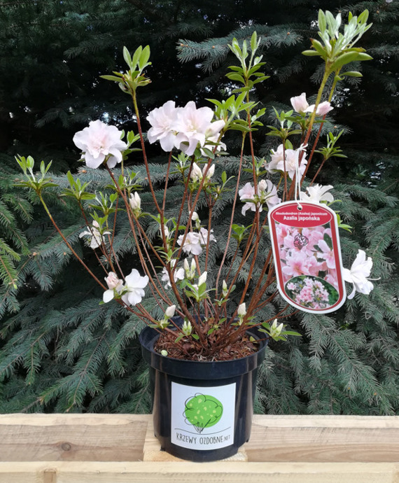 Azalia japońska Eliza Hyatt Rhododendron obtusum