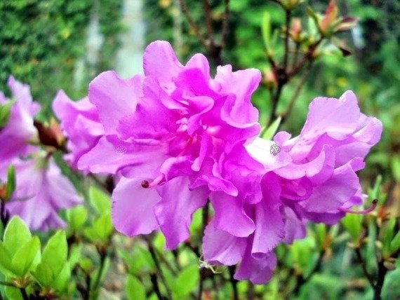 Azalia japońska Elsie Lee Rhododendron obtusum