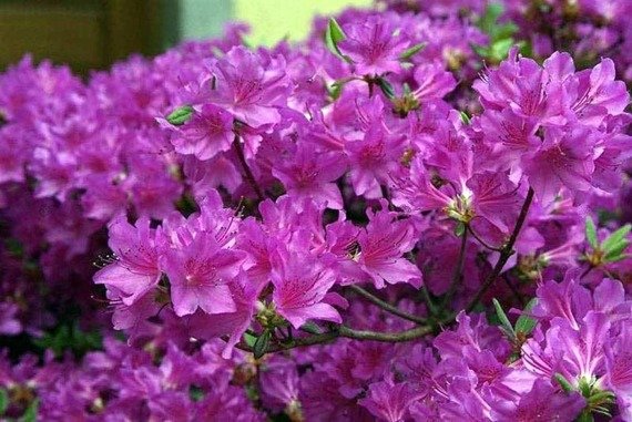 Azalia japońska Geisha Lilac Rhododendron obtusum