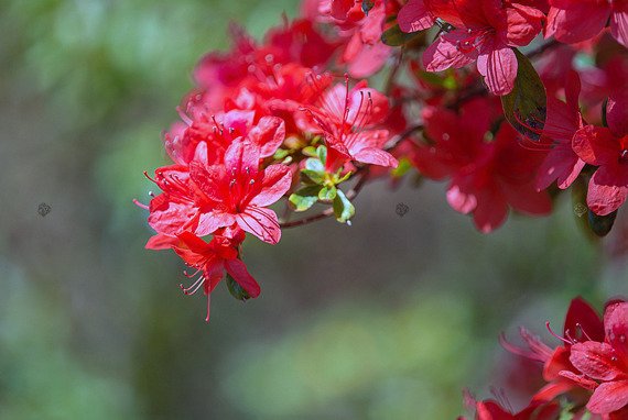 Azalia japońska Geisha Red 