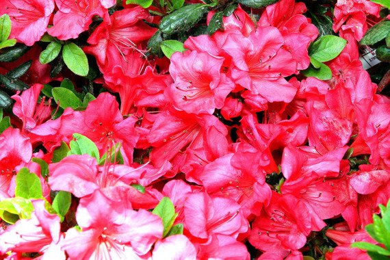 Azalia japońska Johanna Rhododendron obtusum