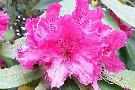 Azalia japońska Kirstin Rhododendron obtusum