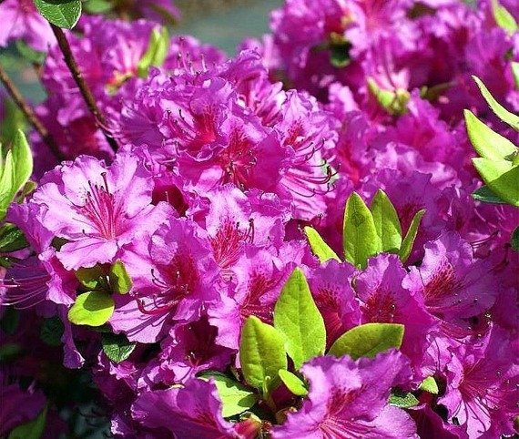 Azalia japońska Konigstein Rhododendron obtusum