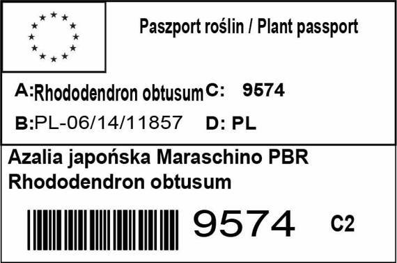 Azalia japońska Maraschino PBR Rhododendron obtusum