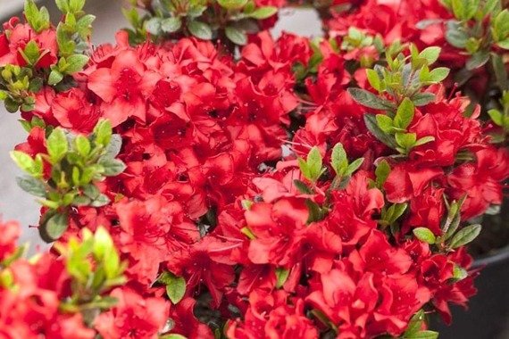 Azalia japońska Muneira Rhododendron obtusum