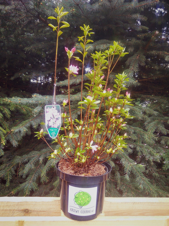 Azalia japońska Roehr's Peggy Ann Rhododendron obtusum