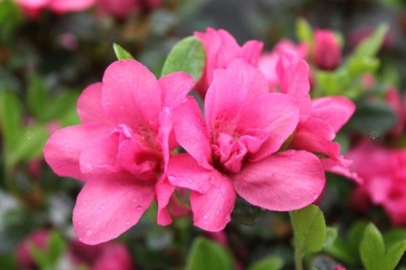 Azalia japońska Rokoko Rhododendron obtusum