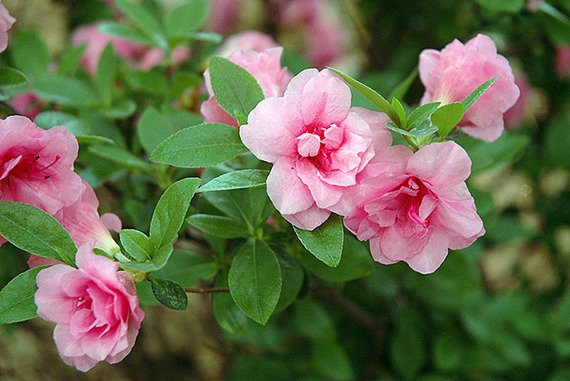 Azalia japońska Rosebud Rhododendron obtusum