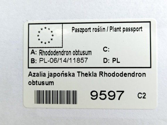 Azalia japońska Thekla Rhododendron obtusum