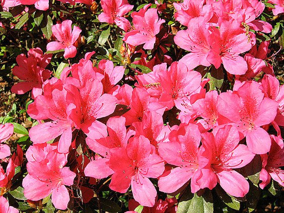 Azalia japońska Tootsie Rhododendron obtusum