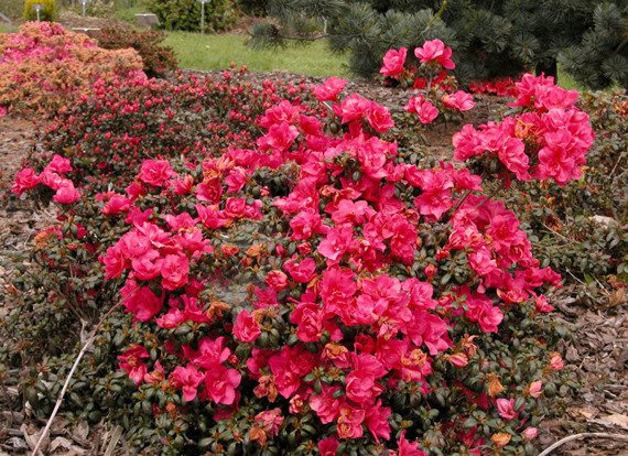 Azalia japońska Tornella Rhododendron obtusum