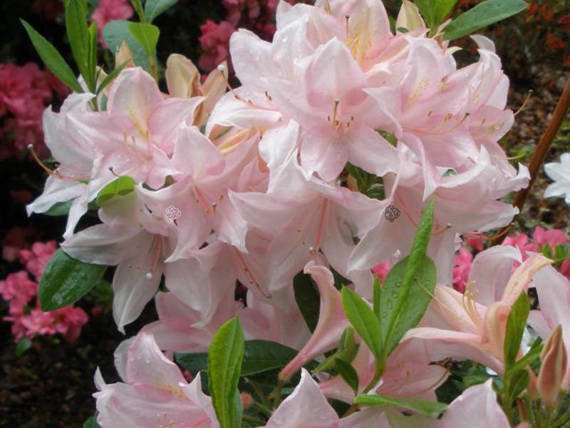 Azalia wielkokwiatowa Soir de Paris Rhododendron